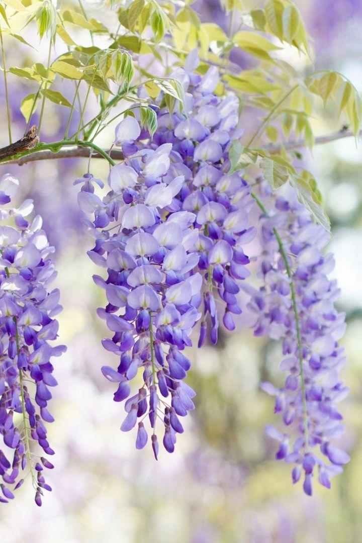 Harmony in Bloom Fragrant Medley